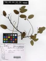 Image result for Phyllanthus muellerianus