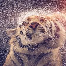All the wallpapers are perfectly sized for any ipad screen. Best Pets Animals Ipad Air Wallpapers Free Hd