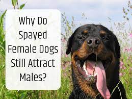 We did not find results for: Why Is My Spayed Female Dog Attracting Males Pethelpful