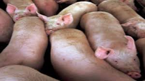 A U.S. Giant Transforms Eastern Europe