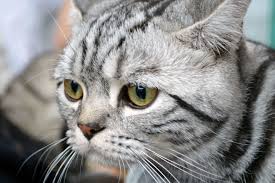 Modified sports cars wallpapers 20 gambar kucing dan anak kucing lucu via modifiedsportscarswallpapers.blogspot.com. Kucing Abu Abu Hitam 5715x3800 Wallpaper Teahub Io