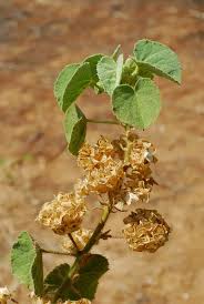 Image result for Abutilon hirtum