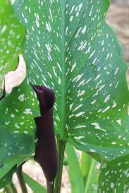 Get it as soon as mon, jul 12. Calla Lilies Floweralley