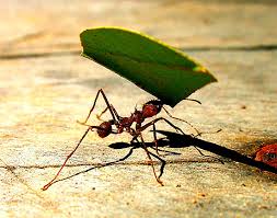 Kitaran pembangunan lancet flukes terus di semut, yang memakan bola dengan larva. Ant Ant Bagaimana Semut Hidup Di Semut Di Mana Semut Hidup