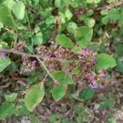 Image result for Neorautanenia mitis