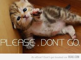 Look At That Face How Cute Funny Animal Quotes Funny Animals Funny Animal Pictures