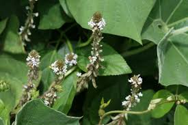 Image result for Neonotonia wightii