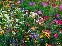 My Front Yard Looks Like This Best Thing We Ever Did Wildflower Seeds Beautiful Flowers Wild Flowers