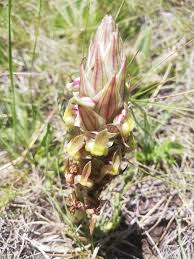 Image result for Corycium