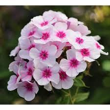 Phlox Vigqrtphl The Home Depot Flowers Perennials Perennials Perennial Plants