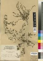 Image result for Zornia pratensis