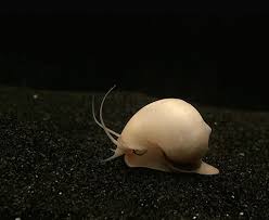 Ivory Mystery Snail Pomacea Bridgesii In 2020 Snail Small Catfish Aquarium Snails