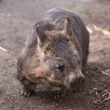 Image result for Northern hairy-nosed wombat