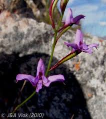 Image result for Disa baurii