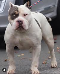 This is one big beautiful xl bully pitull female. Bully Puppies Monsters Ball Kennels Stud Service