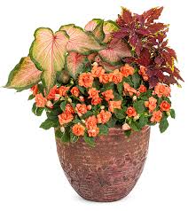 Caladium bulbs should be planted about 2 inches under the soil. Vibrant Versatile Heart To Heart Caladiums Proven Winners