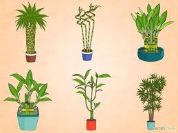 How To Care For An Indoor Bamboo Plant Indoor Bamboo Plant Indoor Bamboo Bamboo House Plant
