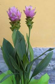 In questa pagina parleremo di Piante Da Vaso Curcuma Curcuma Alismatifolia
