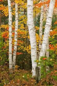 Birch Trees In Fall Colors Of The Northwoods With Images Birch Tree Art Tree Aspen Trees