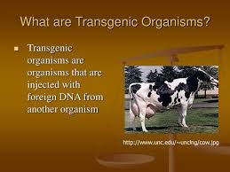 A transgenic organisms is basically an organism which has had genetic material from a different species added to its genome or its genome altered artificially. Ppt Lecture 20 Powerpoint Presentation Free Download Id 829482