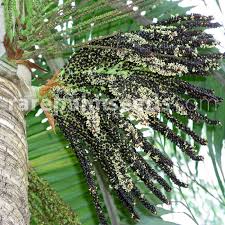 Image result for Dicoma galpinii