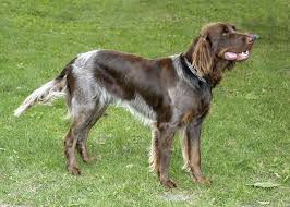 Image result for německý ohař drátosrstý stavba těla