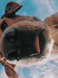 Hund Tumblr In 2020 Hund Tumblr Babyhunde Flauschige Tiere