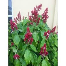 Image result for Erythrococca zambesiaca