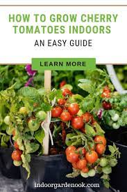 Grow Cherry Tomatoes Indoors An Easy Guide Growing Cherry Tomatoes Cherry Tomato Plant Growing Tomatoes Indoors