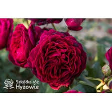 We did not find results for: Roze Parkowe Sklep Internetowy Szkolka Roz Hyzy