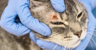 Image result for Feline Miliary Dermatitis