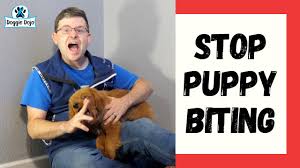 Maybe you would like to learn more about one of these? Stop Puppy Biting Top 3 Dog Training Games Youtube