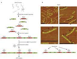 Self Replication Of Information Bearing Nanoscale Patterns Nature