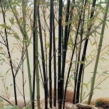 Tsb Black Bambooseedselegant Gardening Etsy In 2020 Architectural Plants Bamboo Seeds Bamboo Plants