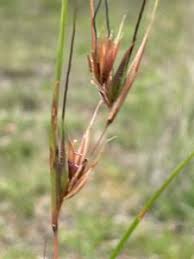 Image result for Themeda