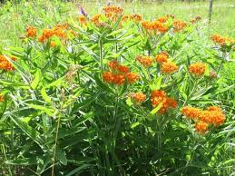 Pin On Top Native Sunny Perennials