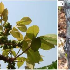 Image result for Lannea schimperi