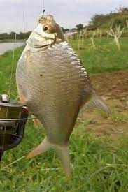 Search free mancing wallpapers on zedge and personalize your phone to suit you. Tips Mancing Di Sungai Besar Beraliran Deras Dan Keruh Memancing Inside Art Tips Fish