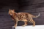 Bengal Cat Behavior Problems - VetInfo