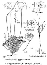 Image result for Eschscholzia