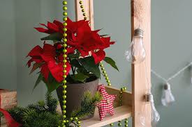 Maybe you would like to learn more about one of these? Are Poinsettia Plants Poisonous Gardener S Path