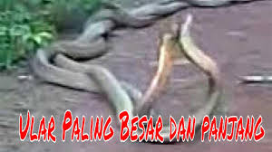 Check spelling or type a new query. Ular Paling Besar Dan Panjang Di Ipoh Youtube