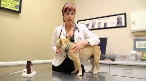 How To Clean A Dog S Ears With Vinegar And Water Youtube
