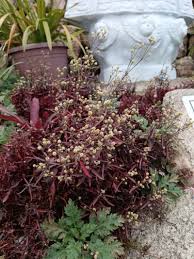 Image result for Alternanthera sessilis
