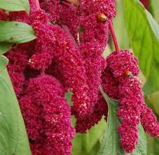 Image result for Amaranthus