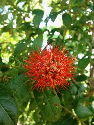 Image result for Combretum constrictum