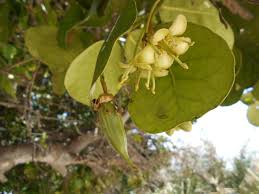 Image result for Brexia madagascariensis