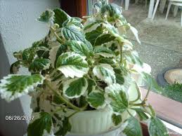 Image result for foto moud Forsterův