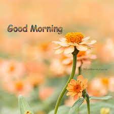 This morning will never ever come back in your life again. Good Morning Flowers Good Morning Fun
