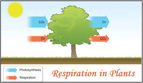 We did not find results for: Cbse Class 11 Respiration In Plants Ncert Solutions